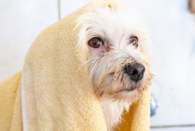 Cachorro molhado sendo higienizado durante o banho no Pet Hotel Pampulha em Belo Horizonte