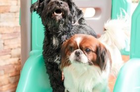 Cachorros felizes na creche Pet Hotel Pampulha